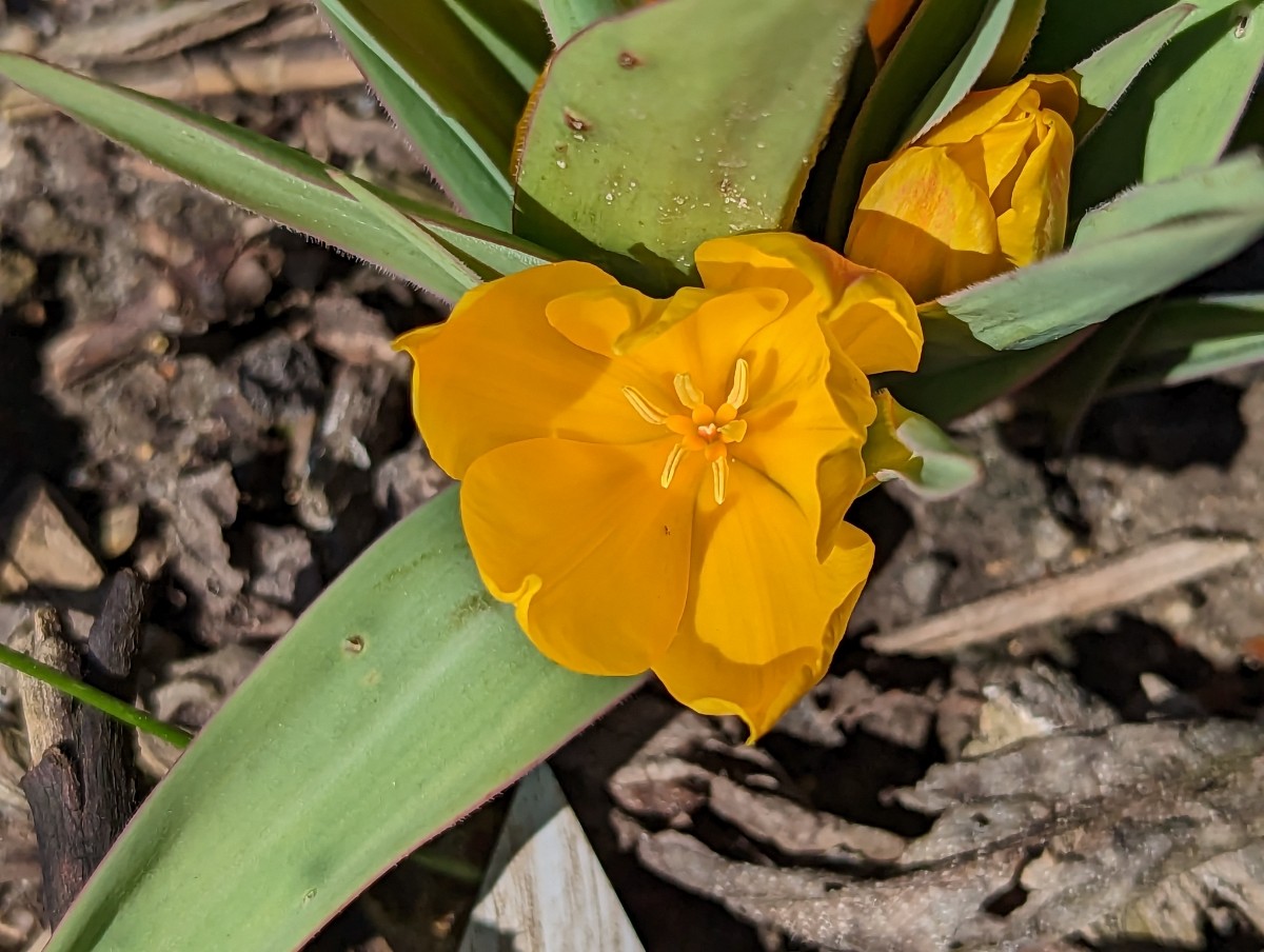 Tulipa heweri