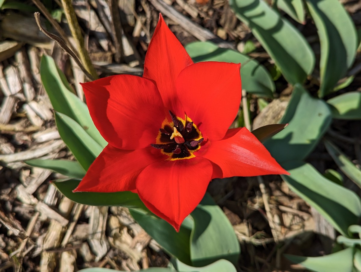 Tulipa undulatifolia