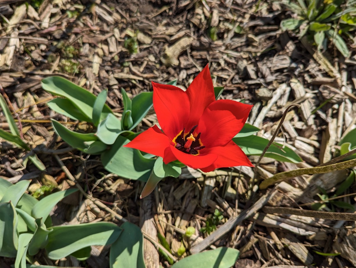 Tulipa undulatifolia