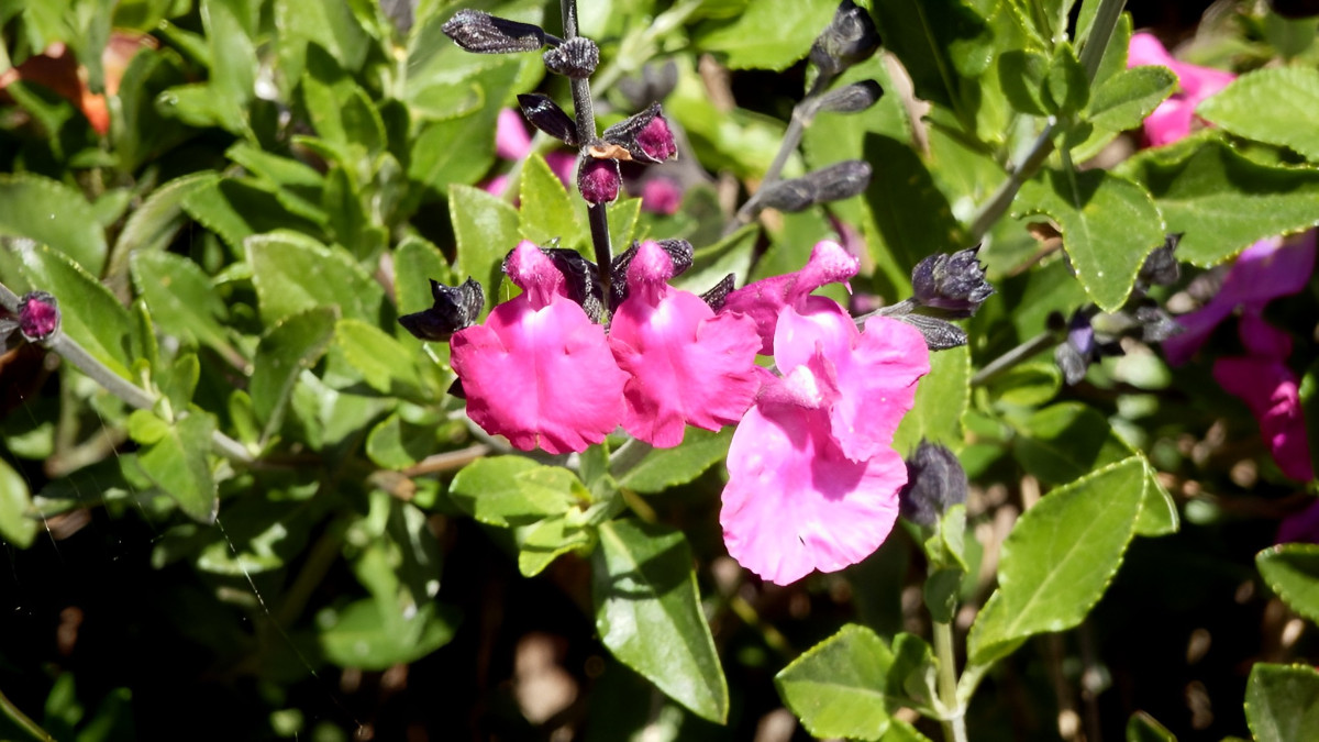 Schlossgarten von Estoi/Algarve