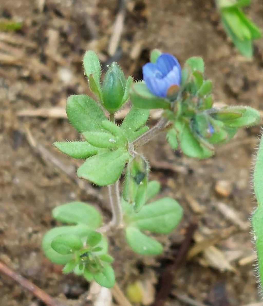 2023-04-02_Veronica triphyllos 1_Horgauergreut.jpg