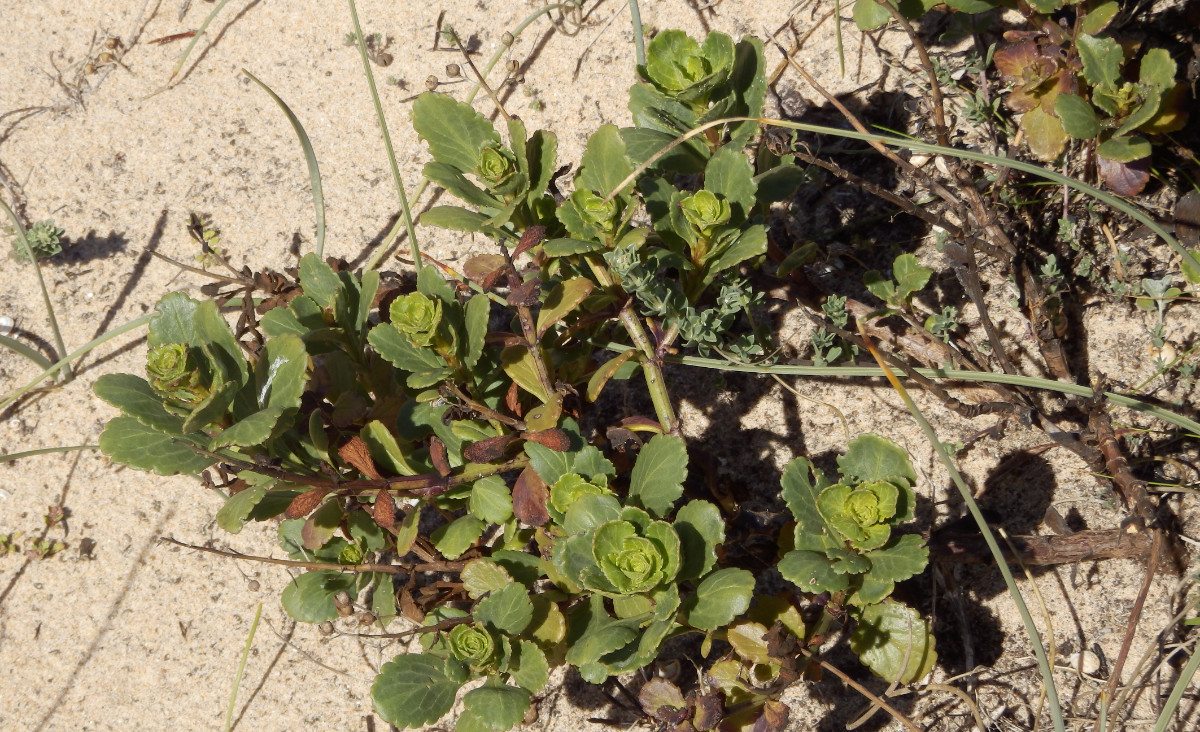 Dünensand Praia Amoreira/Aljezur/Algarve 13.3. 2023