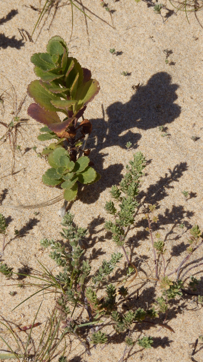 Dünensand Praia Amoreira/Aljezur/Algarve 13.3. 2023