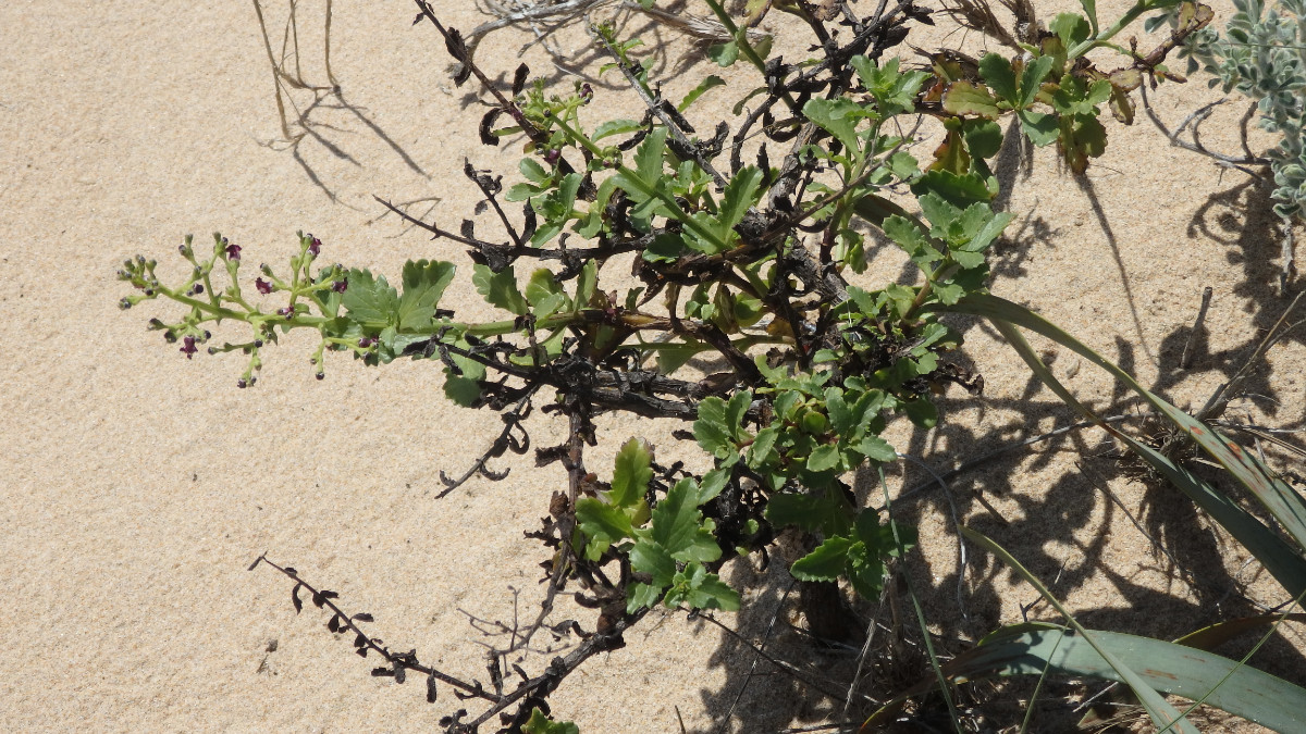 Dünensand Praia Amoreira/Aljezur/Algarve 28.4. 2018