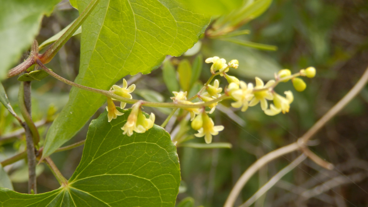 Paderne Hügelland an der Burg 17.3. 2ß23, Algarve