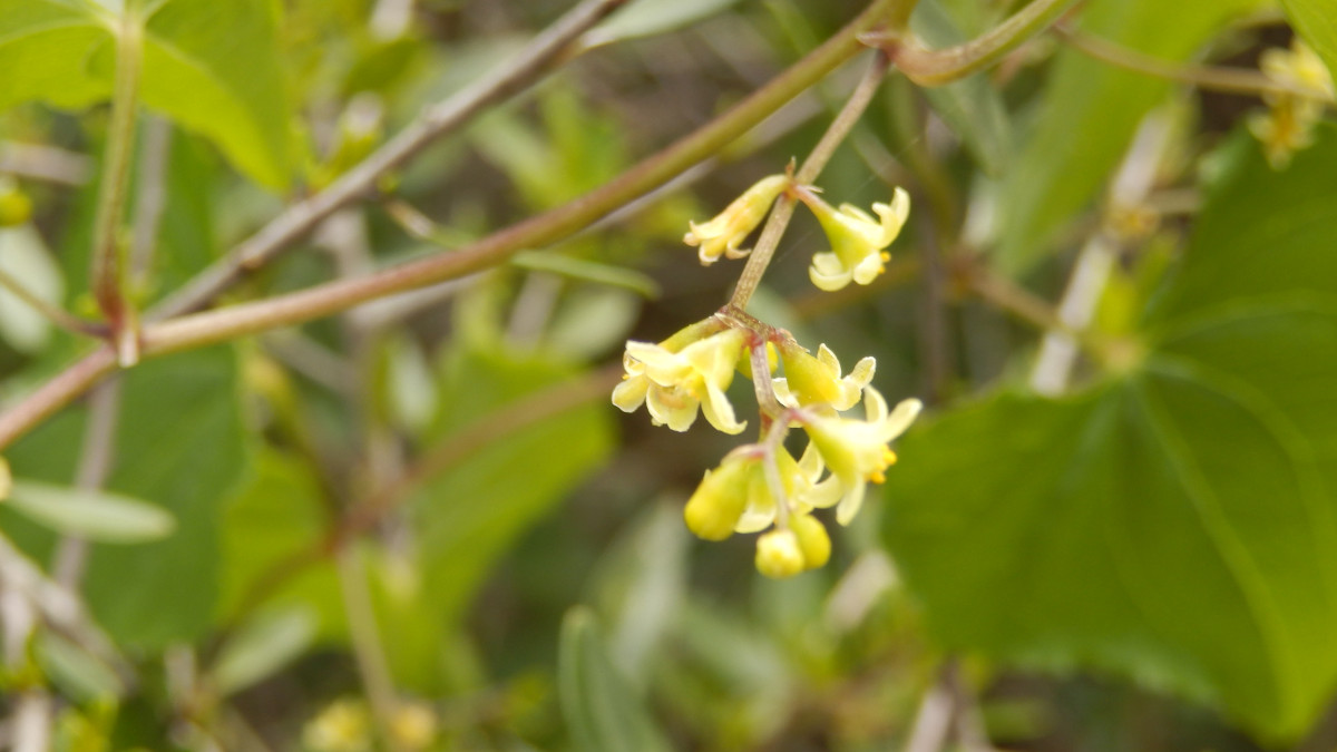 Paderne Hügelland an der Burg 17.3. 2ß23, Algarve