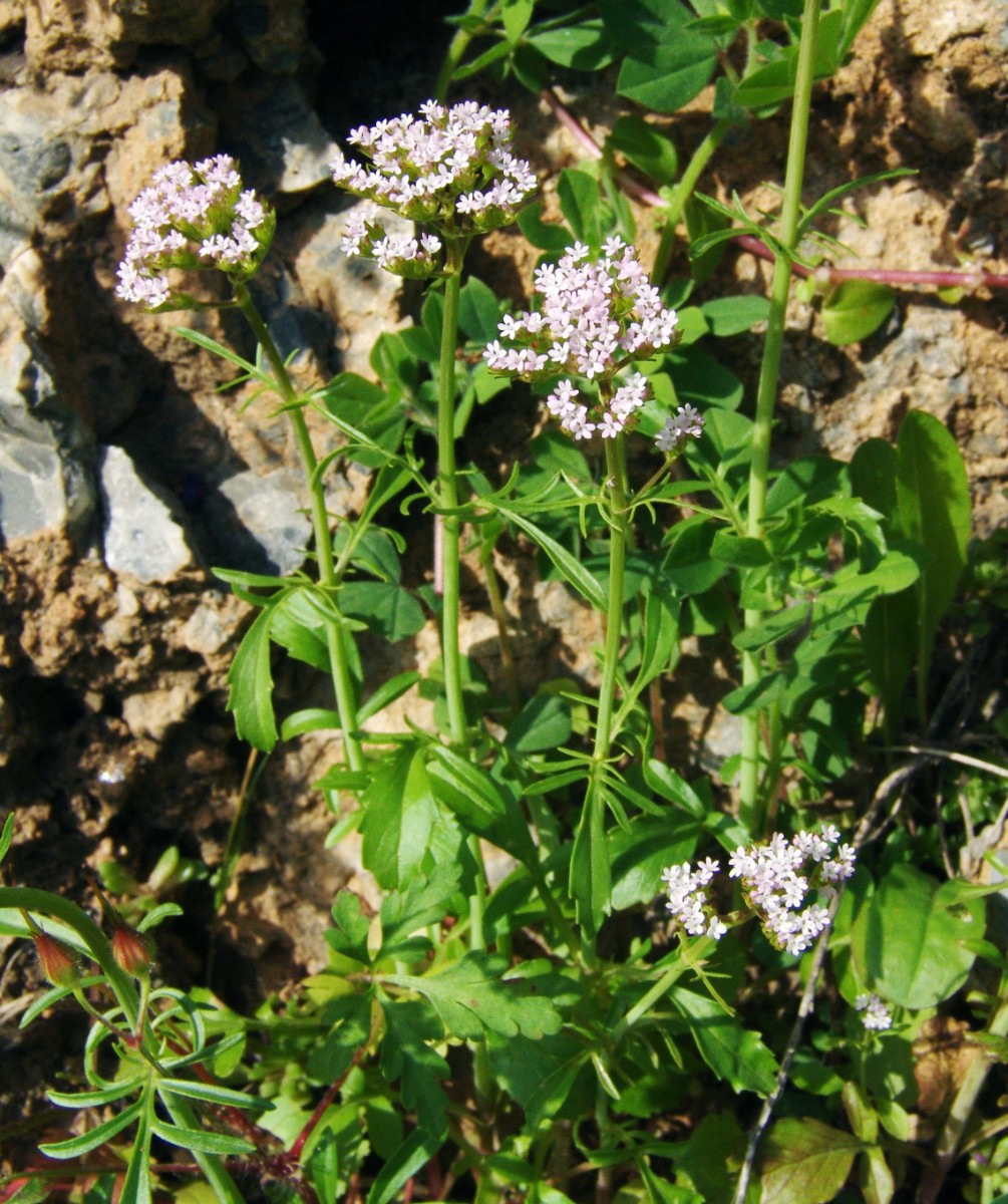 Centranthus calcitrapae W-Kreta Topolia S Kastelli (20).JPG