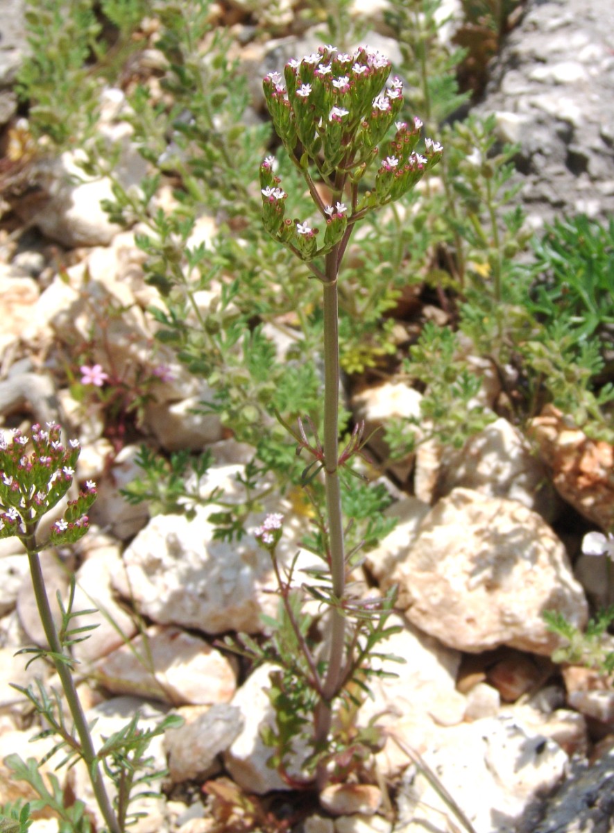 Centranthus calcitrapae CanyonDuVerdon G1.jpg