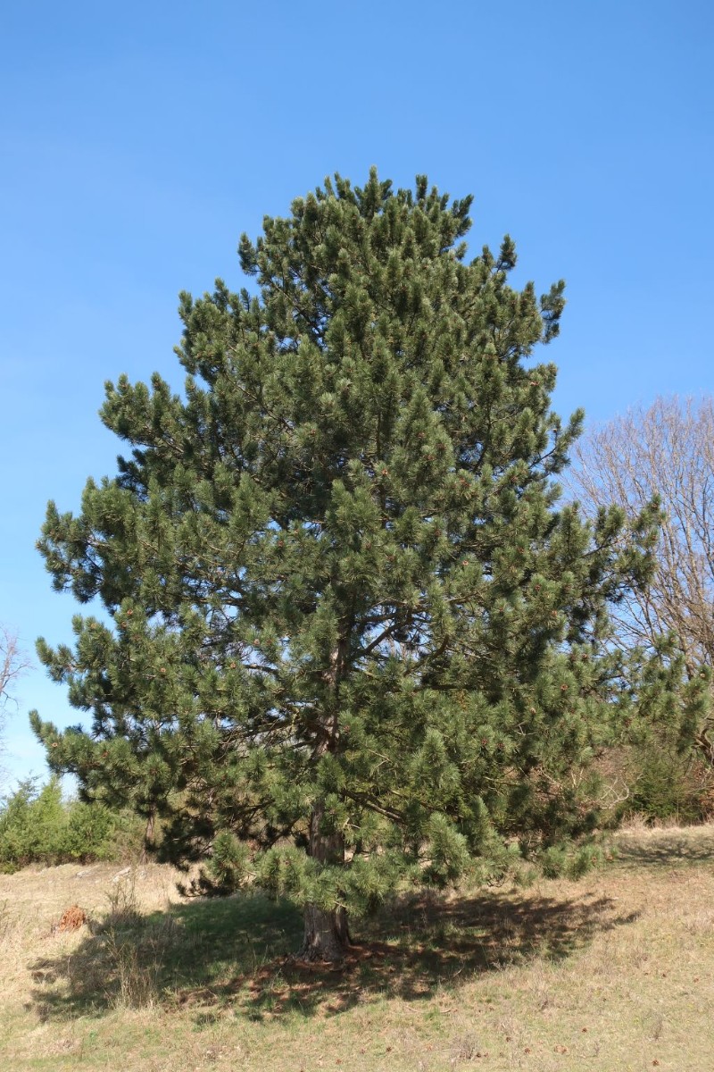 2022-04-18_Pinus nigra 1_Bockberg Harburg.jpg