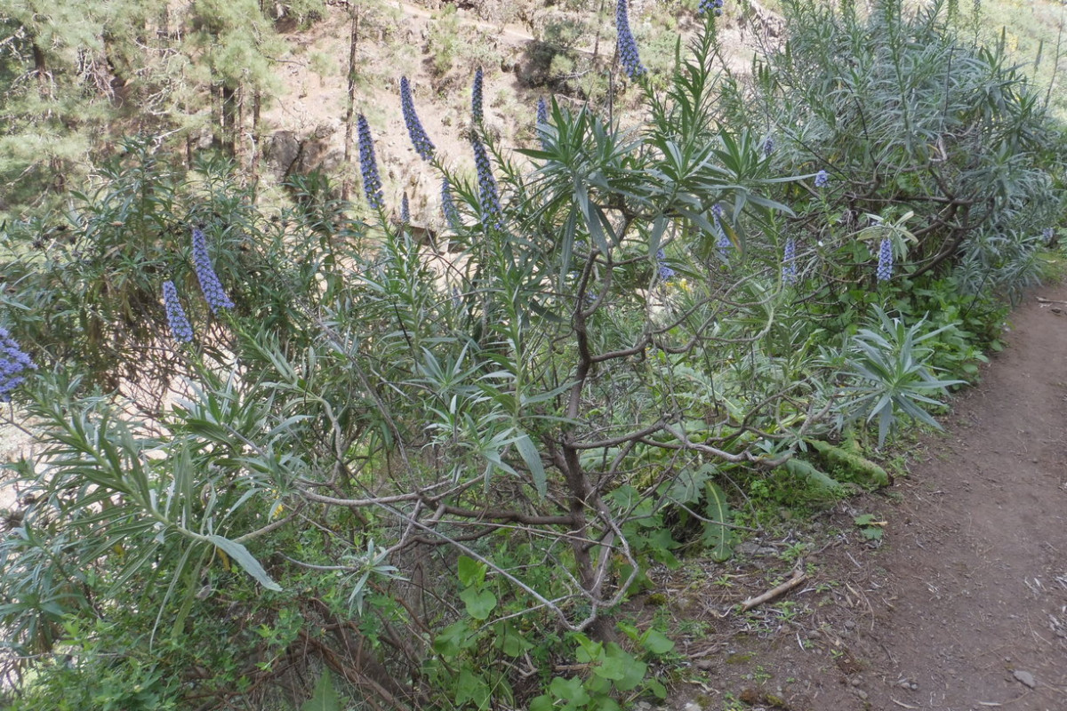 Echium blau 1.JPG