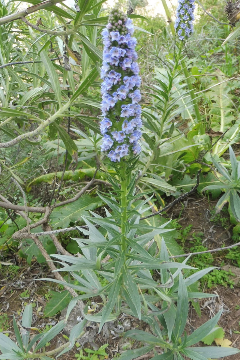 Echium blau 2.JPG