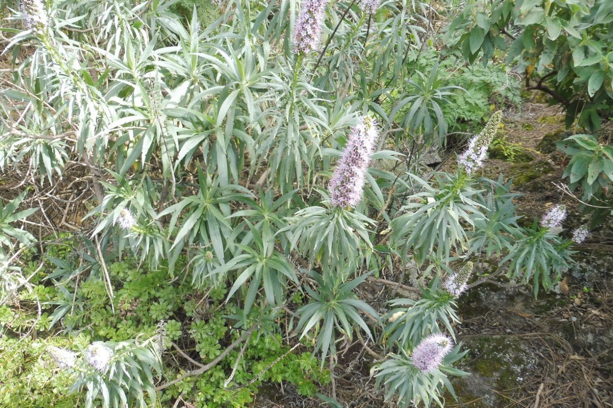 Echium cf. virescens 1.JPG