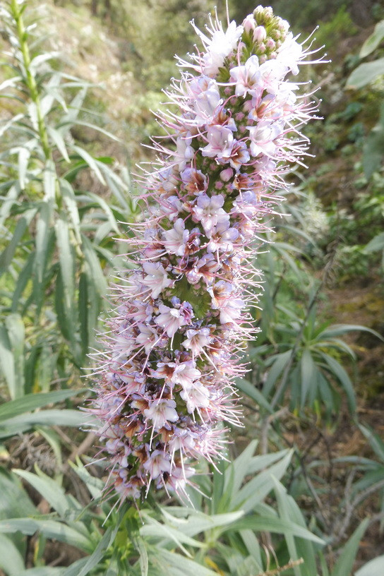 Echium cf. virescens 2.JPG