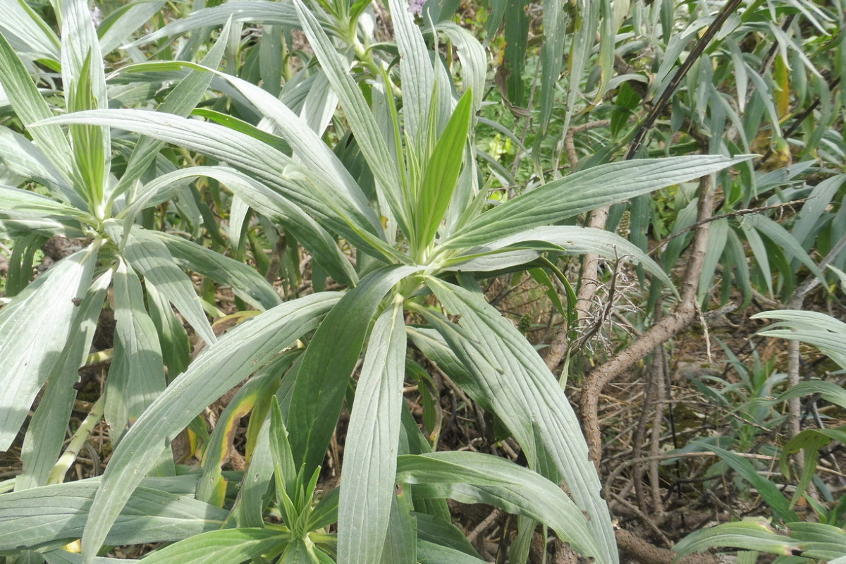 Echium cf. virescens 3.JPG