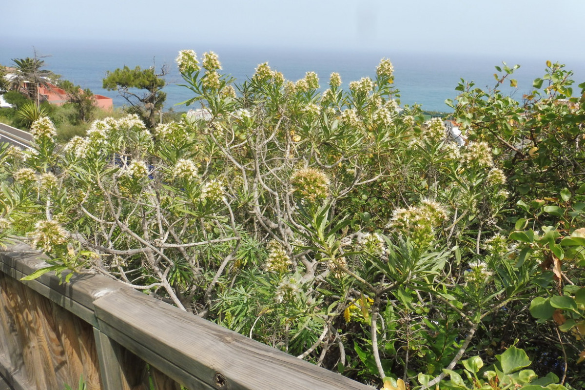 Echium cf. giganteum de Ruiz 1.JPG