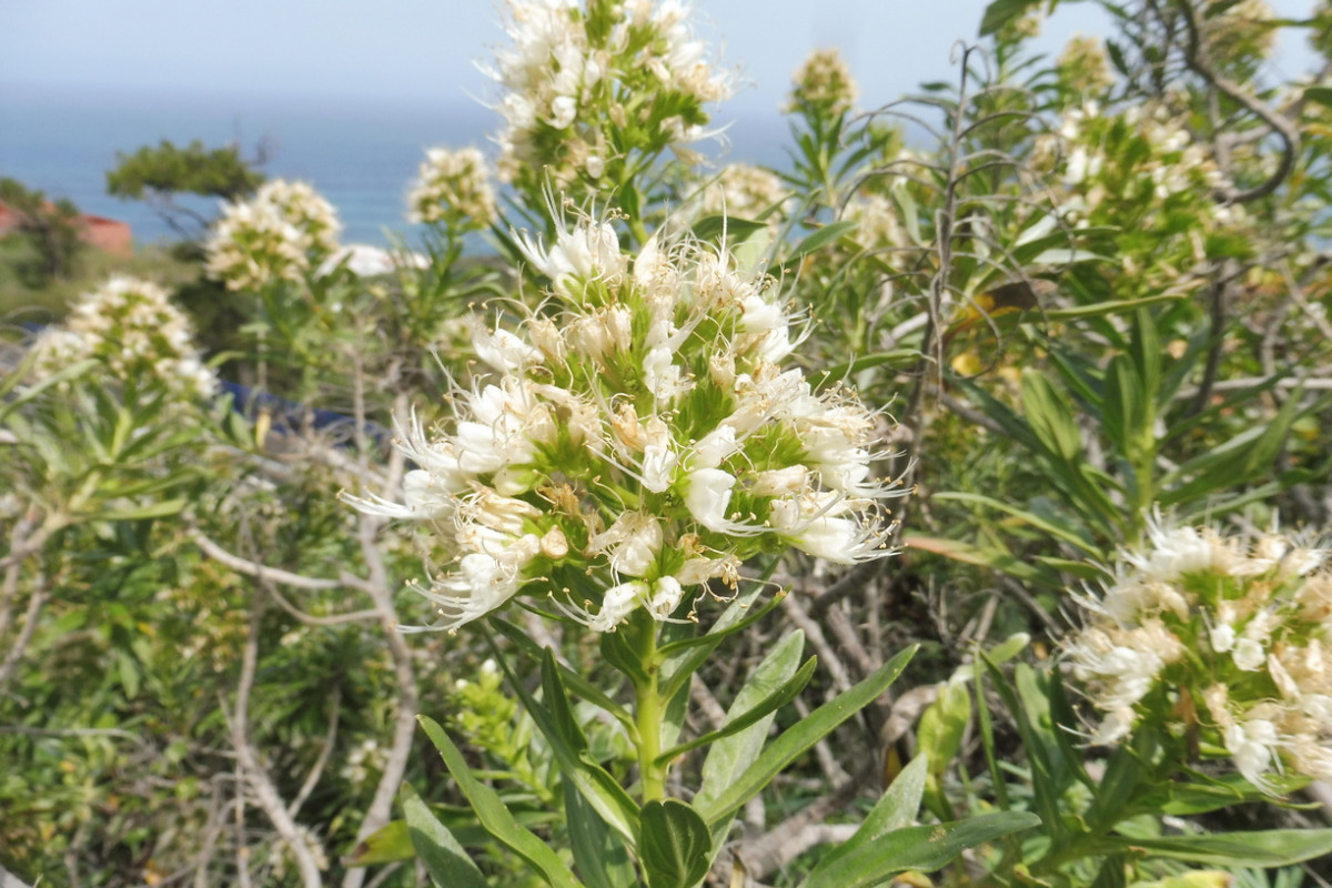 Echium cf. giganteum de Ruiz 2.JPG