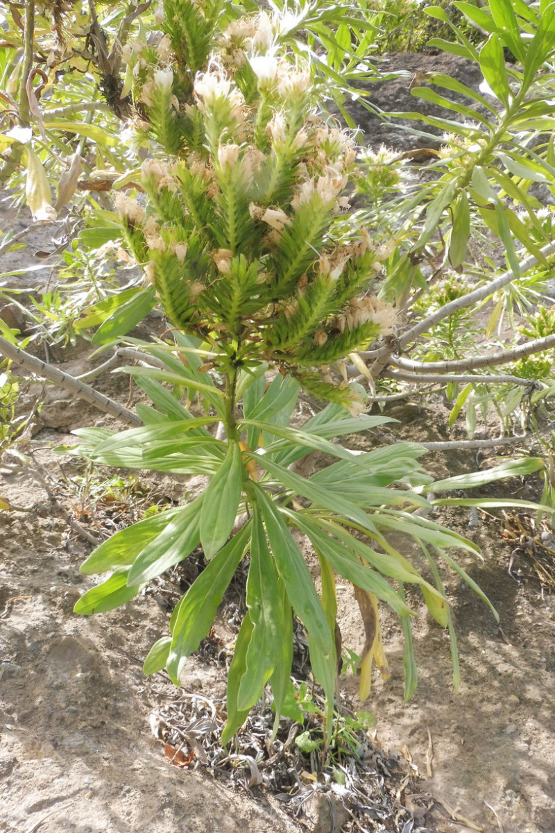 Echium cf. giganteum de Ruiz 3.JPG