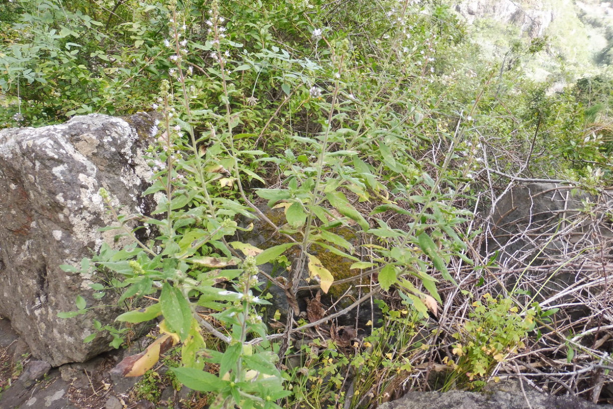 Echium Los Silos 1.JPG