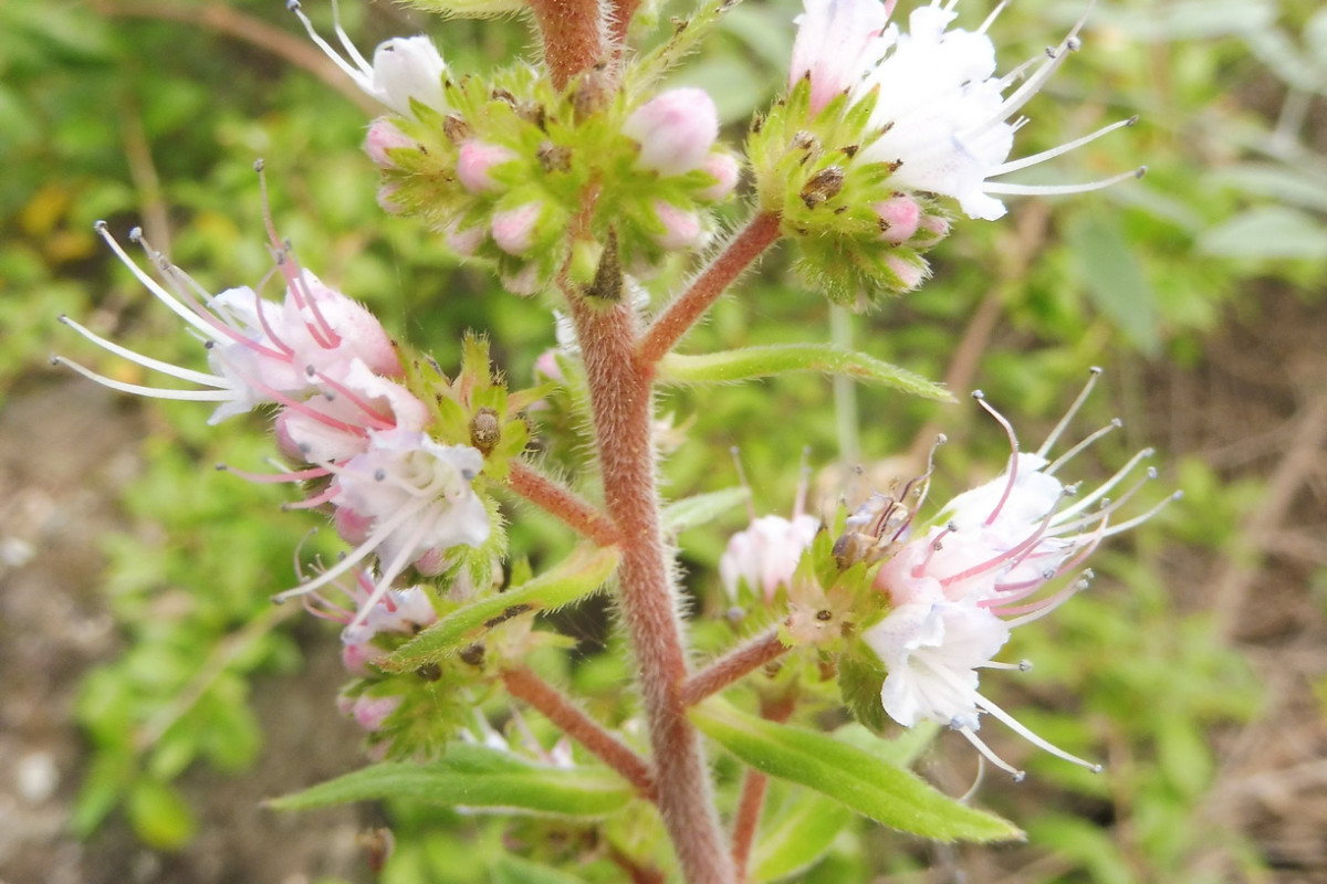 Echium Los Silos 2.JPG