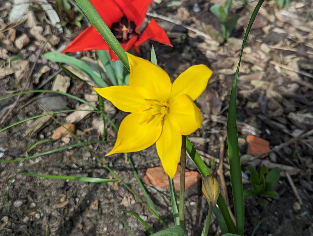 Tulipa sylvestris