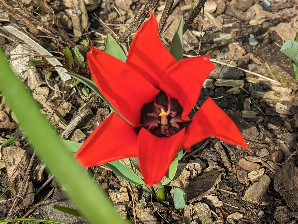 Tulipa ingens