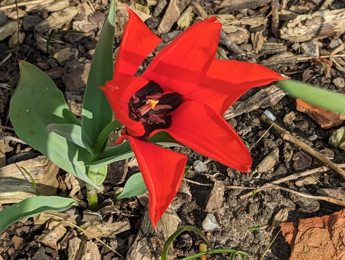 Tulipa ingens