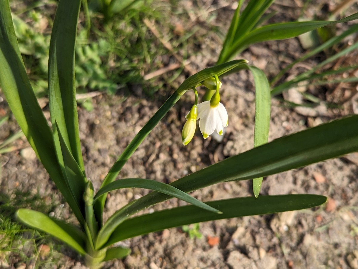 Leucojum aestivum