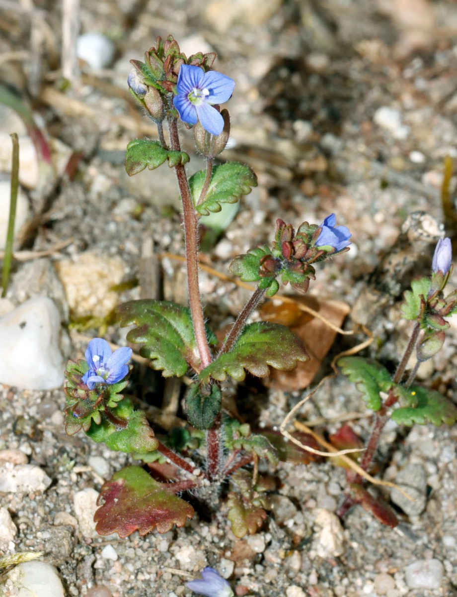 Veronica praecox Sandgrube N Philippsburg A1.jpg