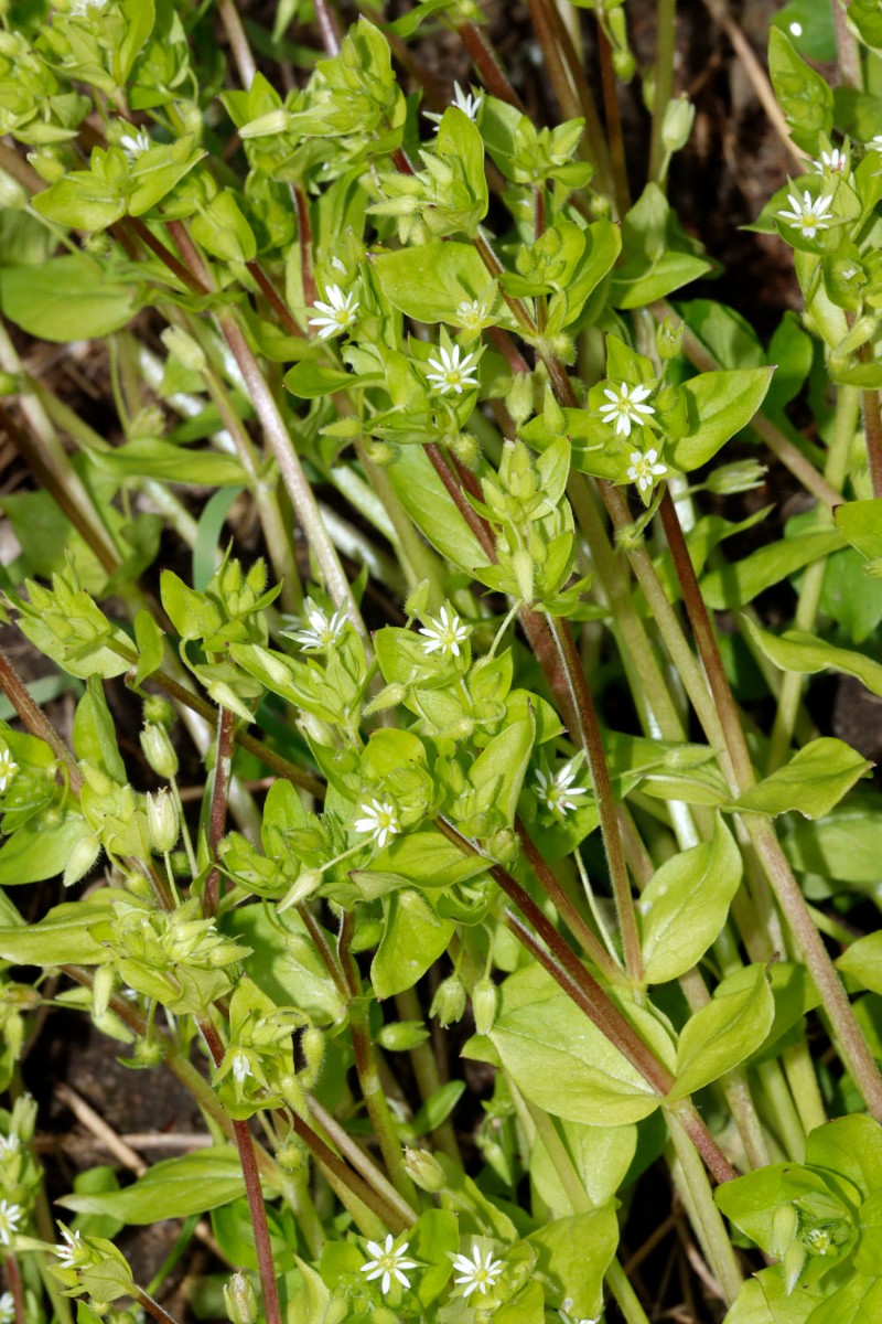 Stellaria ruderalis Sandgrube N Philippsburg A1.jpg