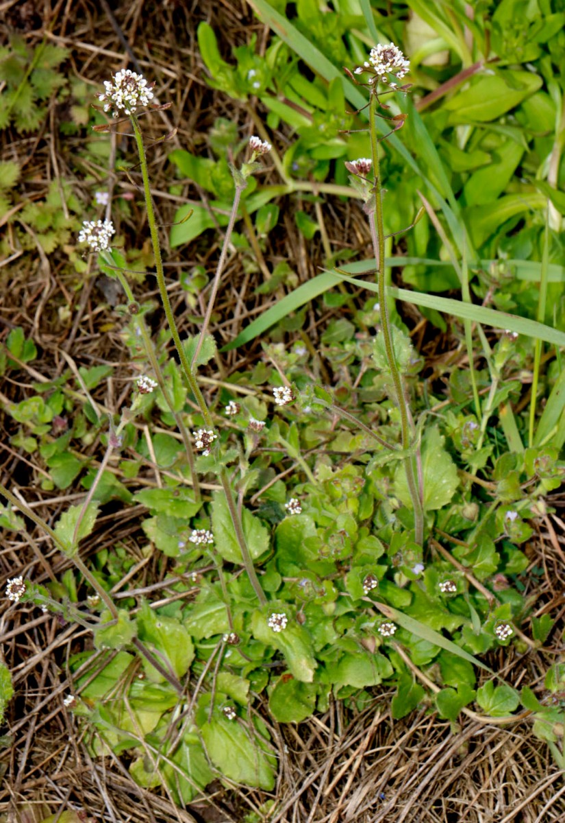 Draba muralis Sandgrube N Philippsburg A2.jpg