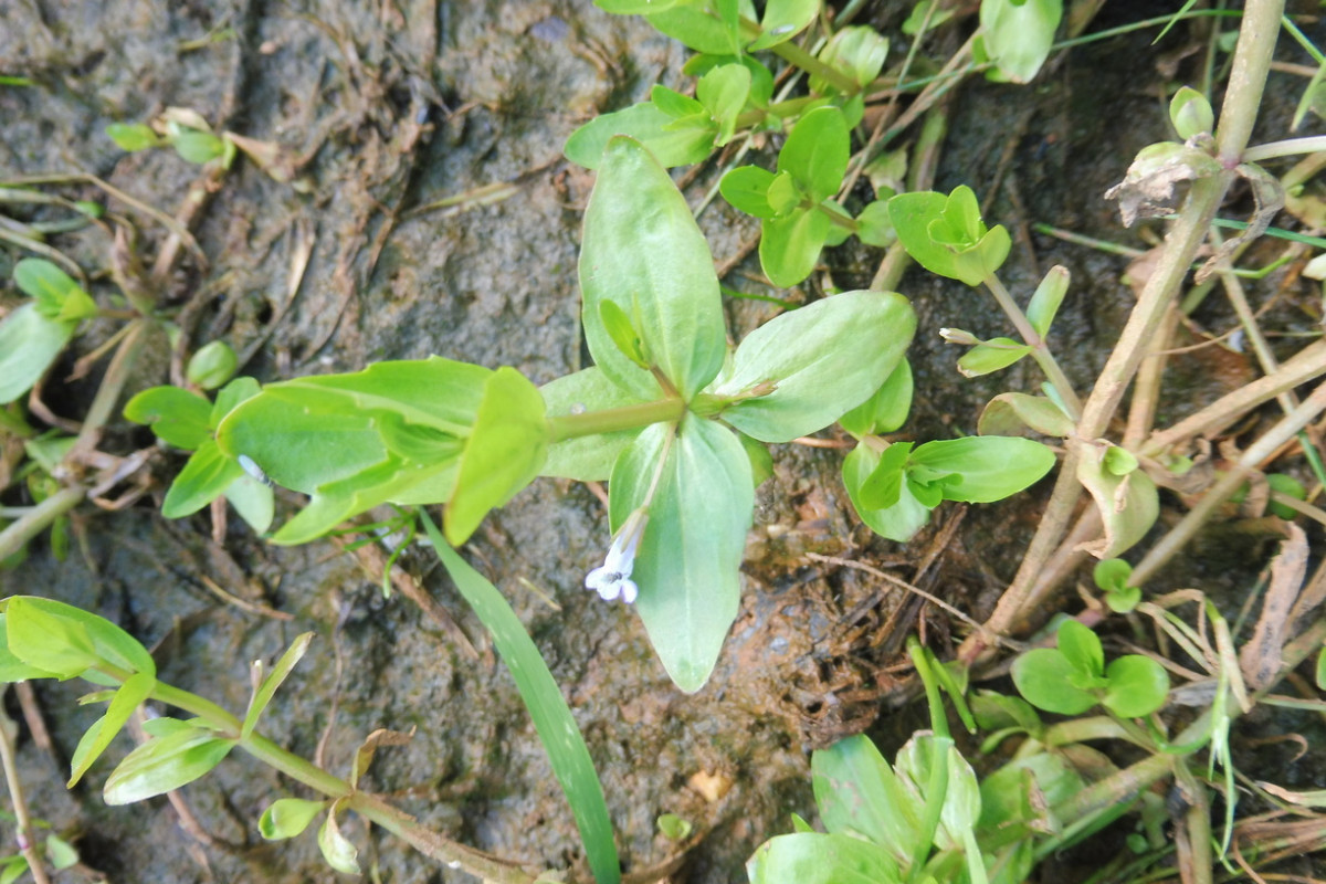 Lindernia dubia Großes Büchsenkraut 2.JPG