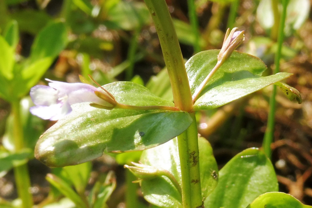 Lindernia dubia Großes Büchsenkraut 3.JPG