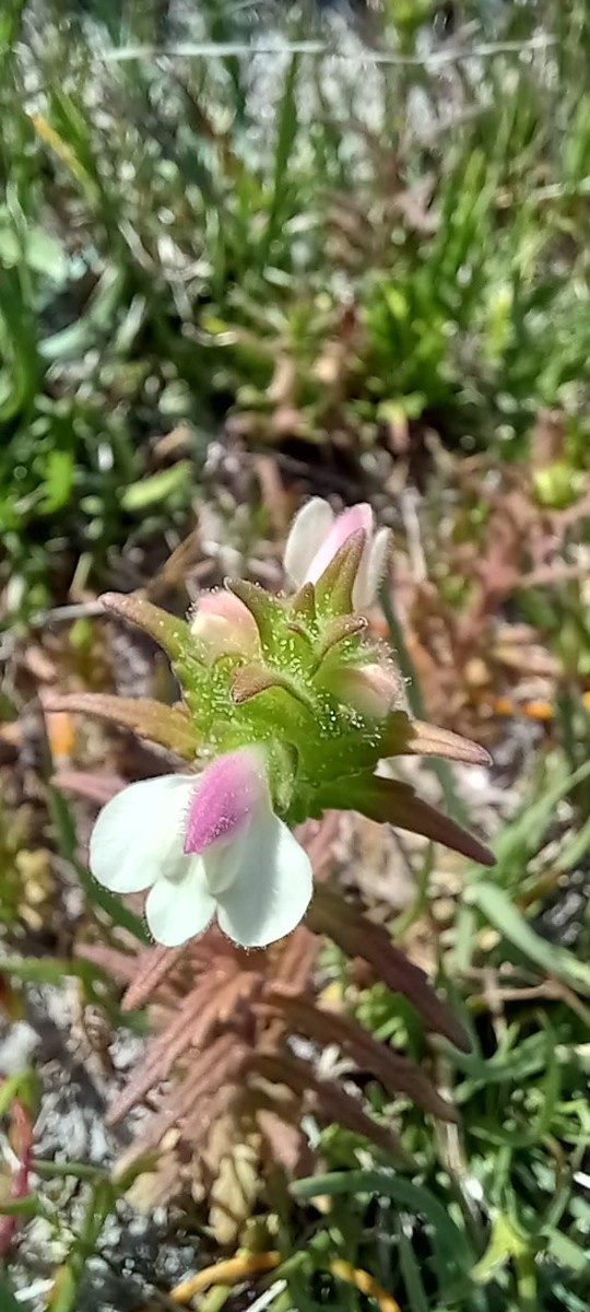 Image-0.jpg