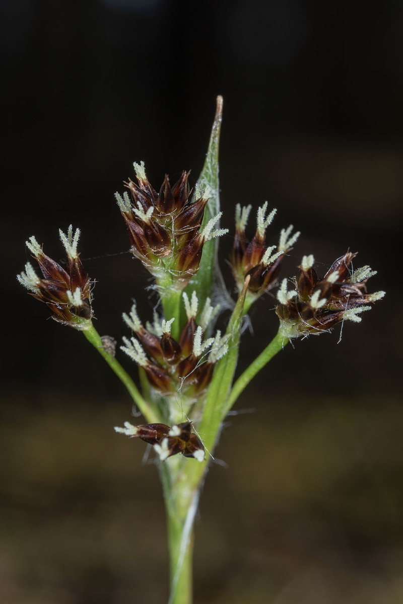 Luzula divulgata_Frage_5148.jpg