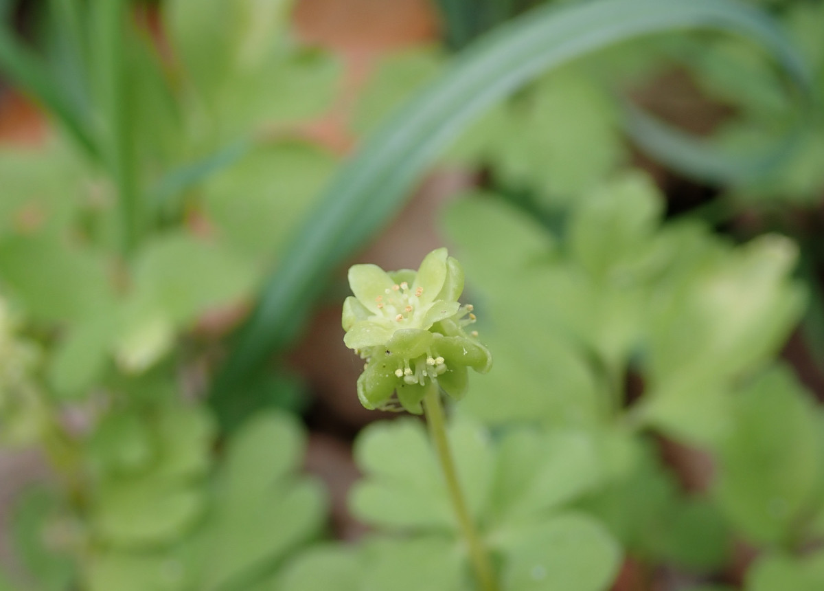 Adoxa_moschatellina_Bluetenstand_Hasbruch_2023-04-16cut.jpg