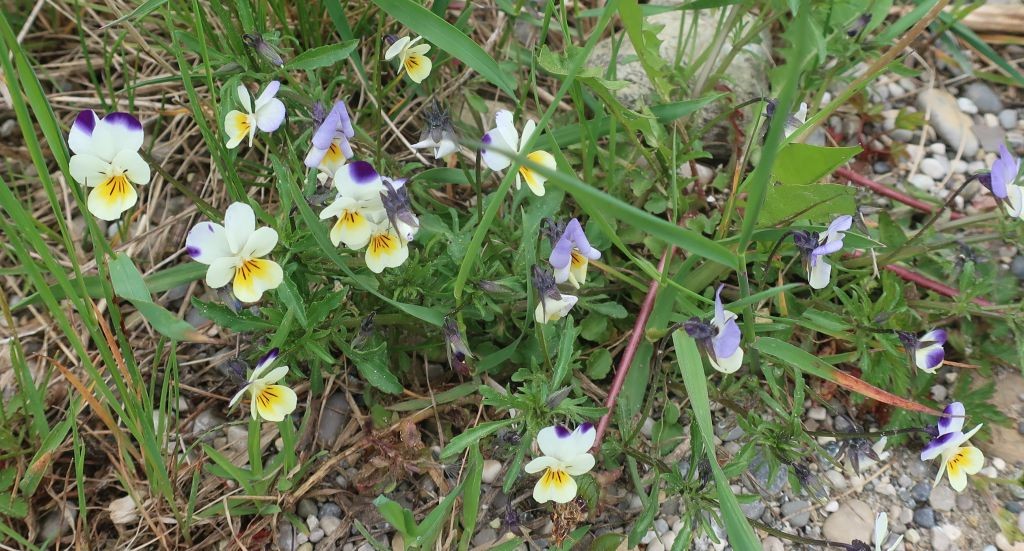 2022-04-30_Viola arvensis ssp megalantha 2_Gablingen Siedlung.jpg