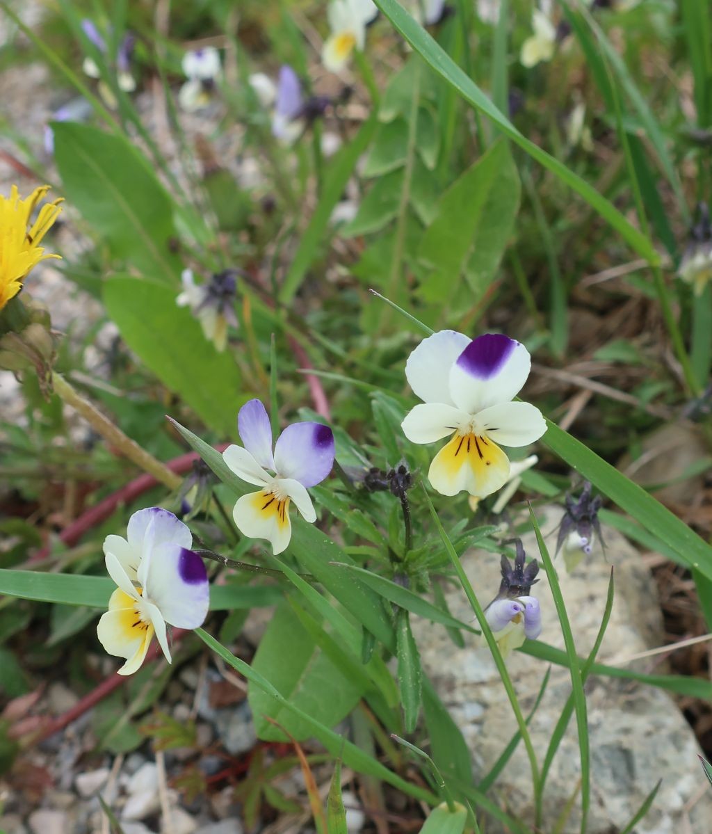 2022-04-30_Viola arvensis ssp megalantha 3_Gablingen Siedlung.jpg