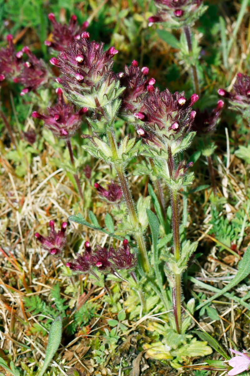 Parentucellia latifolia Neuenburg Motocross A02.jpg