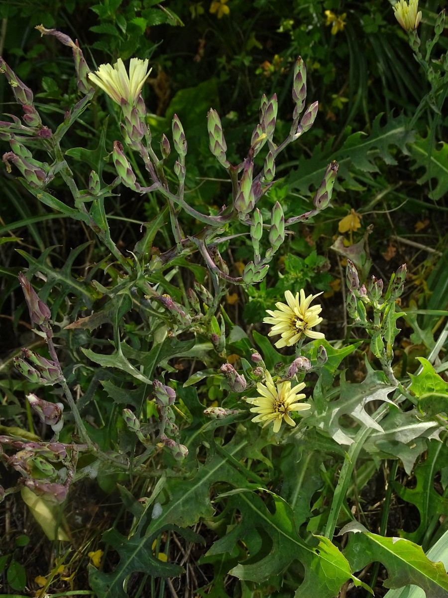 Lactuca tuberosa (2).JPG