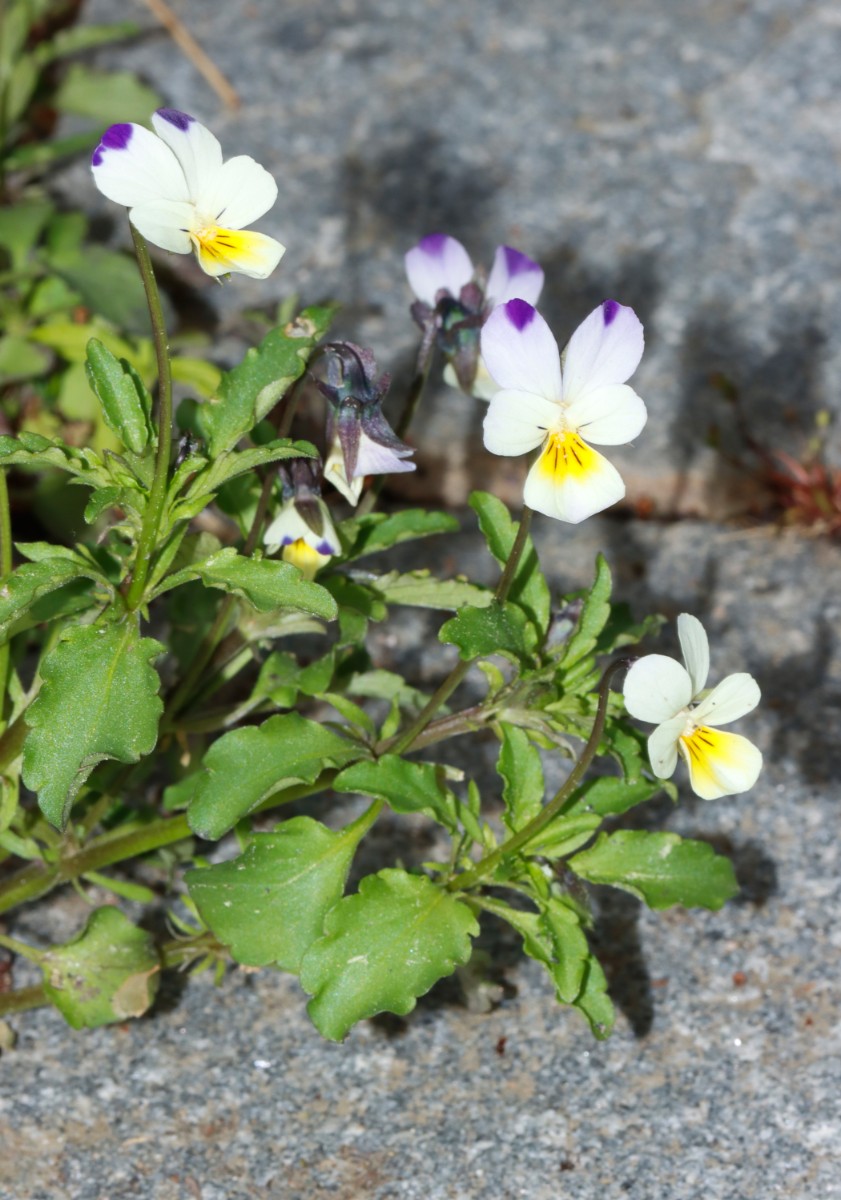 Viola arvensis ssp megalantha GartenWe A2.jpg