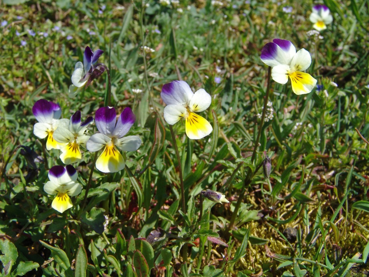 Viola arvensis ssp megalantha yy Querformat Wtal Frankreich 2016 G7.jpg