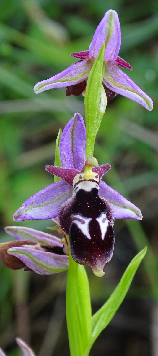 Ophrys (2).JPG