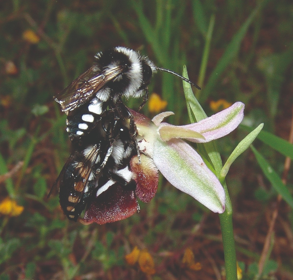 Ophrys reinholdii mit Melecta obscura Gaidouras-Brücke S Apollona G3048-2a.jpg