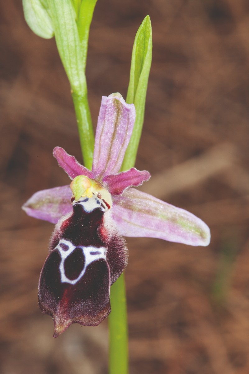 Ophrys reinholdiiIMG_133820090309.jpg