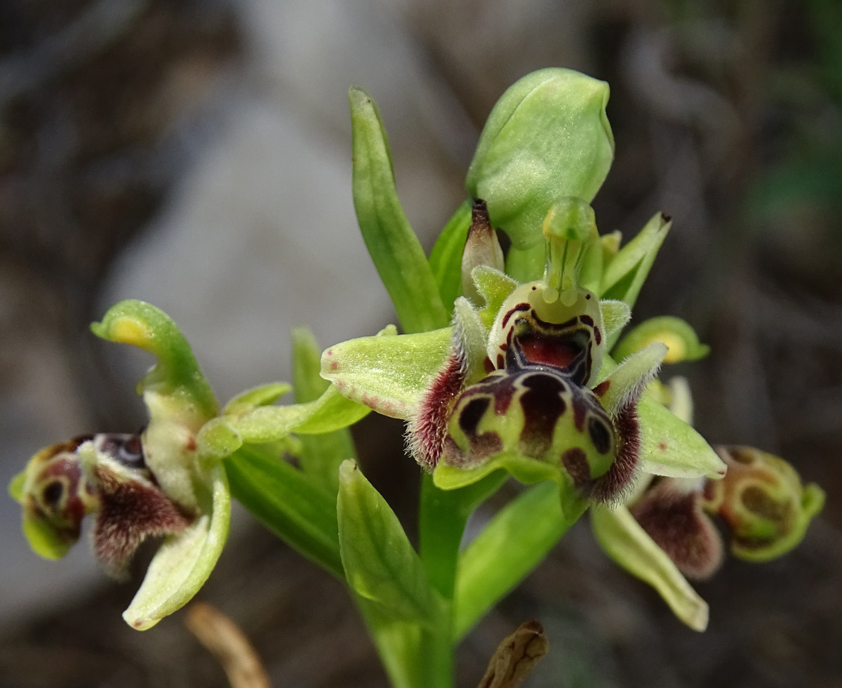 Ophrys (3).JPG