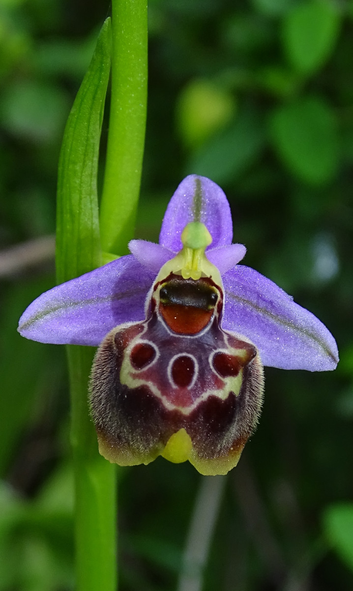 Ophrys.JPG