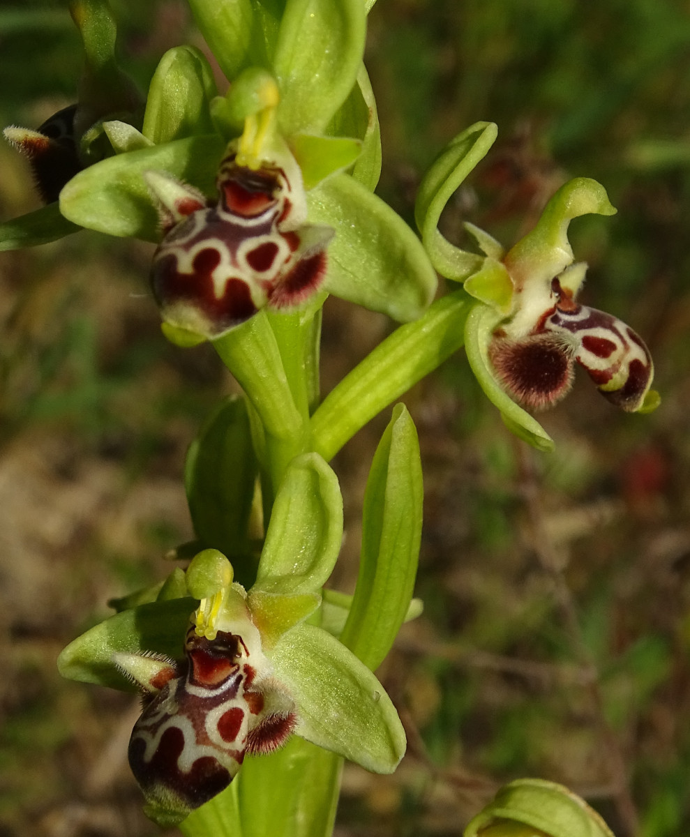 Ophrys umbilicata.JPG