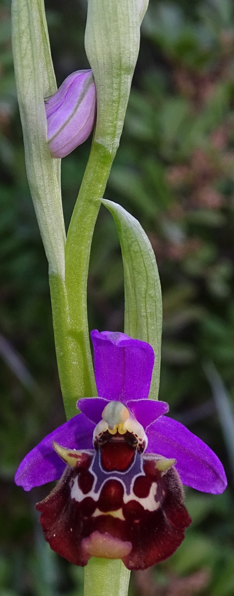 ophrys calypsus2.jpg