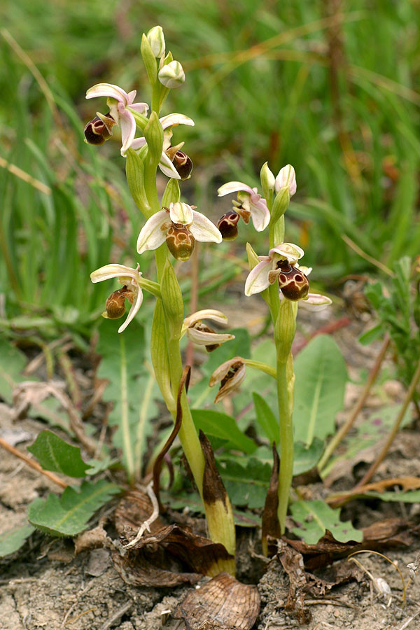 Ophrys umbilicata, Rhodos, Kattavia