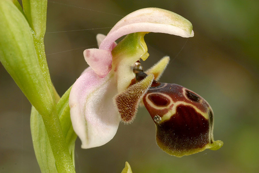 Ophrys umbilicata, Rhodos, Kattavia